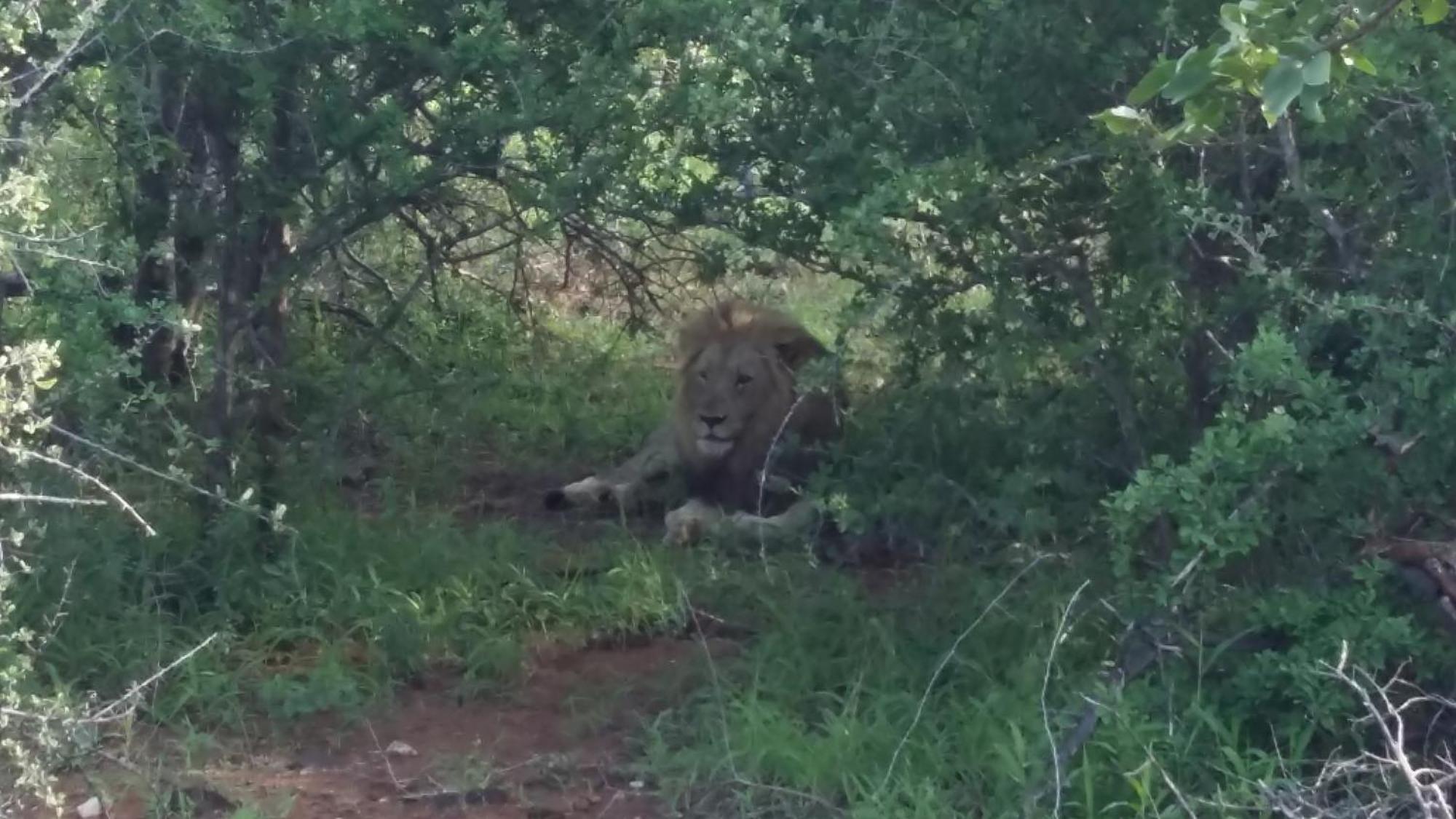 Muweti Bush Lodge Grietjie Game Reserve Eksteriør billede