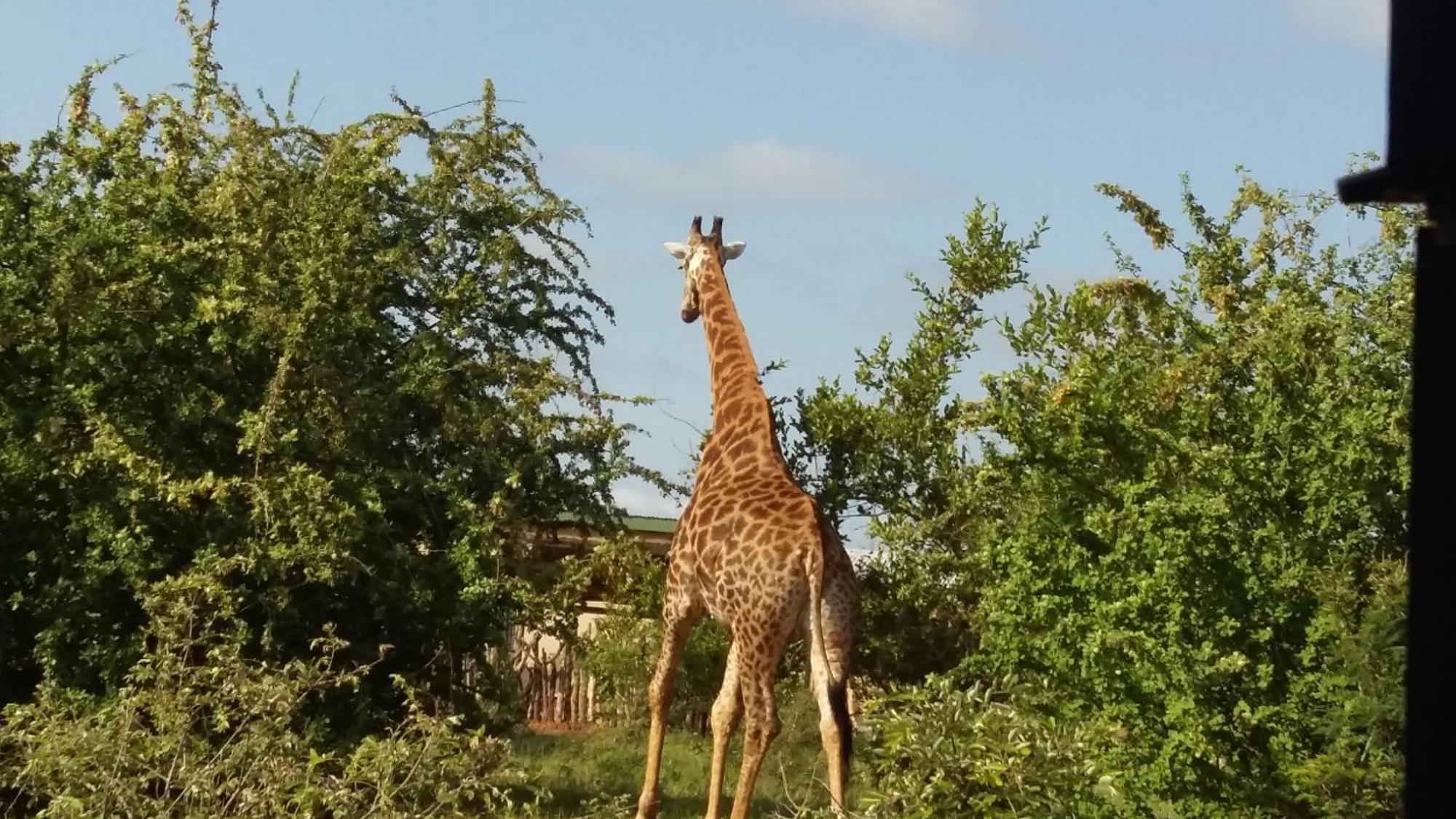 Muweti Bush Lodge Grietjie Game Reserve Eksteriør billede